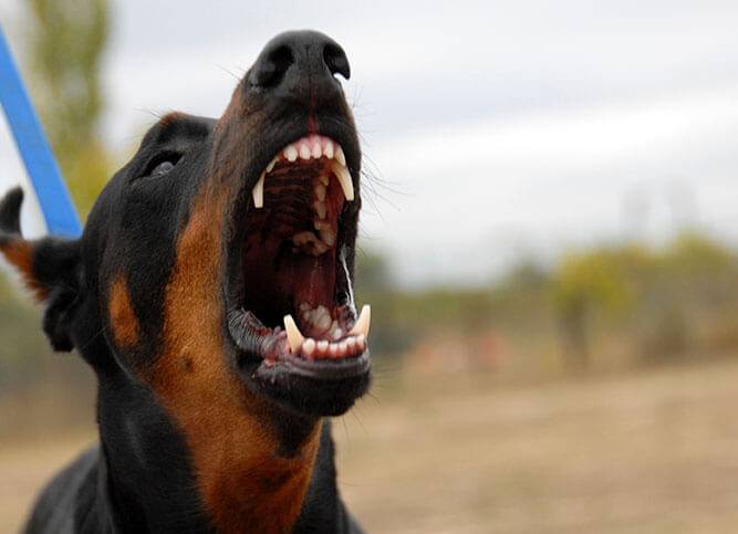 Wisconsin's Best Dog Bite Lawyer Dog Bite Lawyer Fond du Lac Wisconsin