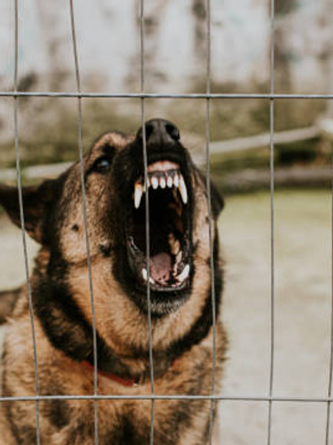 Waupaca Dog Bite Lawyer