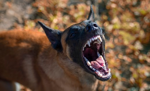 Sheboygan Dog Bite Attorney Ron Tusler Law Firm